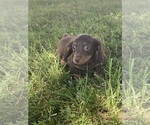 Small #2 Dachshund