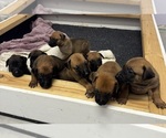 Small #4 Belgian Malinois-Rhodesian Ridgeback Mix