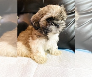 Shih Tzu Puppy for Sale in CARROLLTON, Texas USA