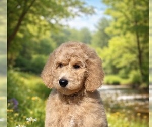 Poodle (Standard) Puppy for Sale in MODESTO, California USA