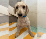 Small #1 Poodle (Miniature)