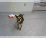 Small Chihuahua Mix