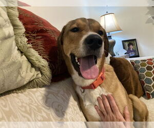 Mutt Dogs for adoption in Holly Springs, NC, USA