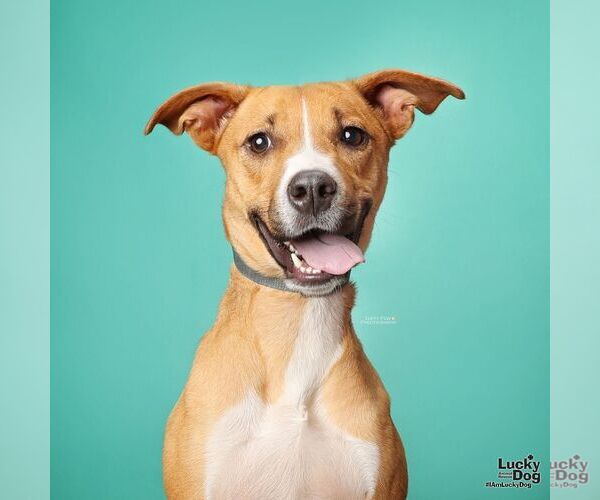 Medium Photo #8 Beagle-Unknown Mix Puppy For Sale in Washington, DC, USA