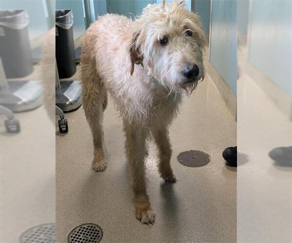 Medium Photo #1 Irish Wolfhound-Unknown Mix Puppy For Sale in Newton, NC, USA