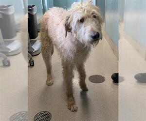 Irish Wolfhound-Unknown Mix Dogs for adoption in Newton, NC, USA
