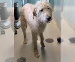 Small Irish Wolfhound Mix