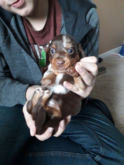 Dachshund Puppy for sale in LAFAYETTE, IN, USA