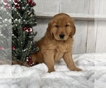 Small Photo #3 Golden Retriever Puppy For Sale in FREDERICKSBURG, OH, USA
