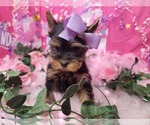 Small Photo #7 Yorkshire Terrier Puppy For Sale in HARKER HEIGHTS, TX, USA