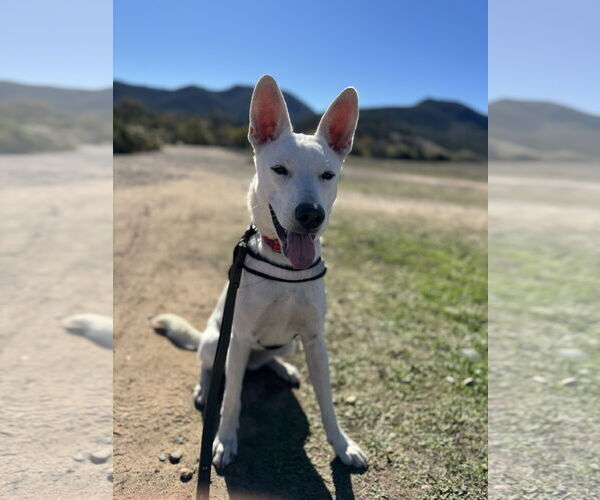 Medium Photo #5 Mutt Puppy For Sale in San Diego, CA, USA