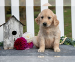 Small Photo #19 Golden Retriever Puppy For Sale in HOLMESVILLE, OH, USA