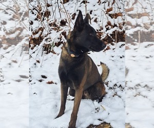 Father of the Belgian Malinois puppies born on 03/19/2023