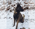 Small Photo #1 Belgian Malinois Puppy For Sale in KAMPSVILLE, IL, USA