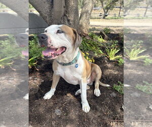 Mikey - Male American Pit Bull Terrier Dog for Adoption - Photo #3