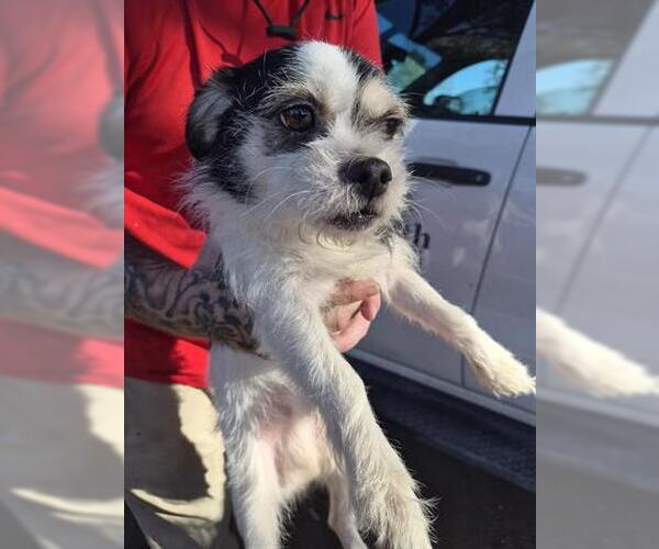 Medium Photo #1 Rat Terrier-Unknown Mix Puppy For Sale in Houston, TX, USA