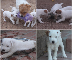 Jack Russell Terrier Litter for sale in QUEEN CREEK, AZ, USA