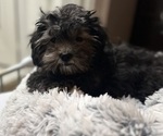 Puppy Puppy 1 ShihPoo