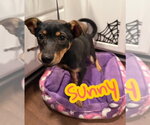 Small #2 German Shepherd Dog-Miniature Pinscher Mix