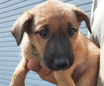 Small #8 Jack Russell Terrier-Norwegian Elkhound Mix