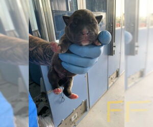 American Pit Bull Terrier Dogs for adoption in San Bernardino, CA, USA
