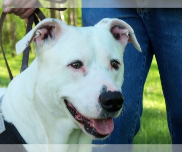 Medium Photo #3 American Pit Bull Terrier Puppy For Sale in Osgood, IN, USA