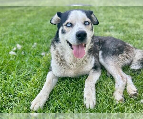 Medium Photo #2 Siberian Husky Puppy For Sale in Riverside, CA, USA
