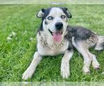Small #1 Siberian Husky
