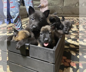 Belgian Malinois Puppy for sale in FEDERAL WAY, WA, USA