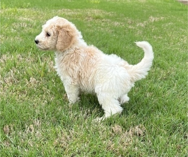 Medium Photo #1 Goldendoodle Puppy For Sale in WEST PALM BEACH, FL, USA
