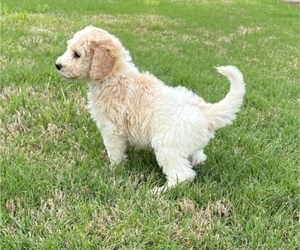 Goldendoodle Puppy for Sale in WEST PALM BEACH, Florida USA