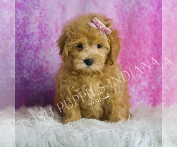 Medium Photo #3 Maltipoo (Toy) Puppy For Sale in WARSAW, IN, USA