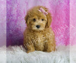 Small Photo #46 Maltipoo (Toy) Puppy For Sale in WARSAW, IN, USA