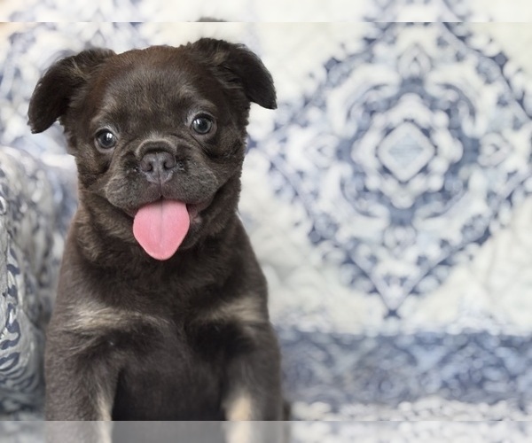 Medium Photo #2 French Bulldog Puppy For Sale in NEWTON, NJ, USA