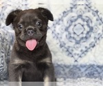Small #1 French Bulldog