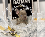 Small #2 French Bulldog