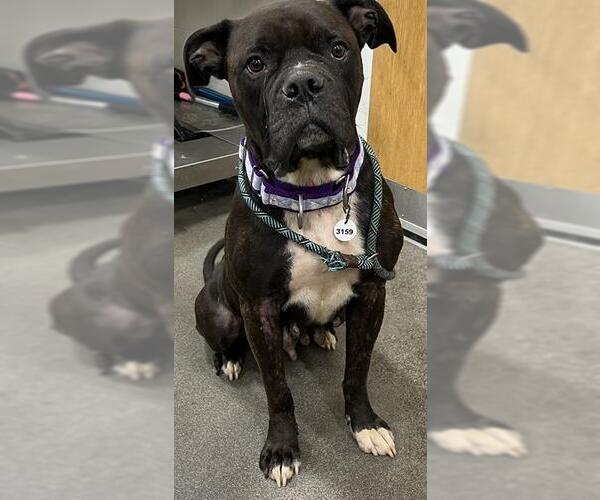 Medium Photo #1 Boxer Puppy For Sale in Forestville, MD, USA
