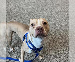 Mutt Dogs for adoption in Boston, MA, USA