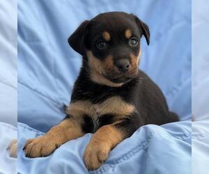 Mutt Dogs for adoption in San Diego, CA, USA