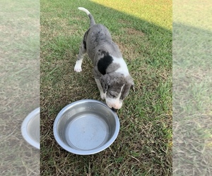 Great Dane Puppy for sale in ROCKINGHAM, NC, USA