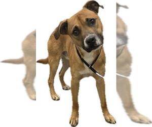 Medium Bulldog Mix