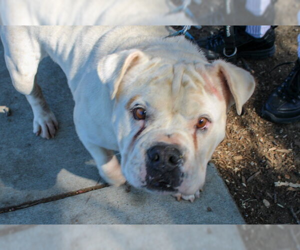 Medium Photo #1 Bulldog-Unknown Mix Puppy For Sale in Martinez, CA, USA