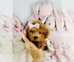 Small #23 Poodle (Toy)