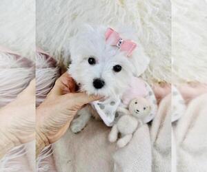 Maltese Puppy for sale in NEW YORK, NY, USA