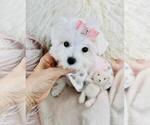 Small Maltese