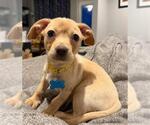 Small Beagle Mix