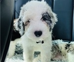 Small #10 Sheepadoodle