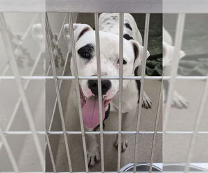 Mutt Dogs for adoption in Decatur, IL, USA