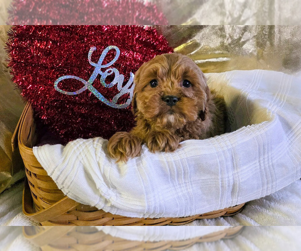 Medium Photo #2 Cockapoo (Miniature) Puppy For Sale in GAP, PA, USA