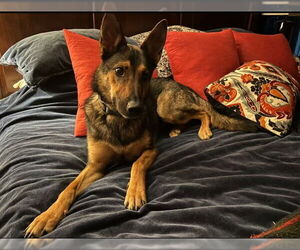 German Shepherd Dog Dogs for adoption in Hayward, CA, USA